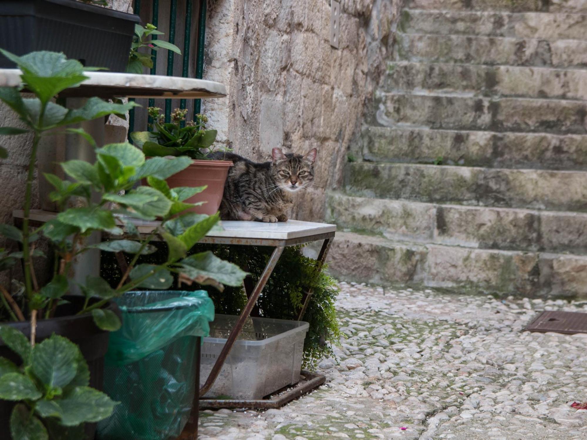 Belissima Ella Apartment Dubrovnik Exterior photo